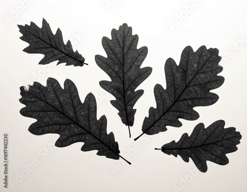 Five Dark Gray Oak Leaves on White Background