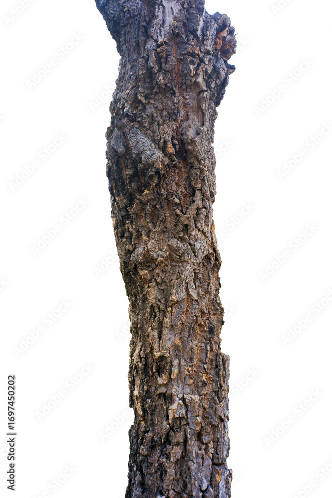 Fototapeta premium tree bark isolated on white background