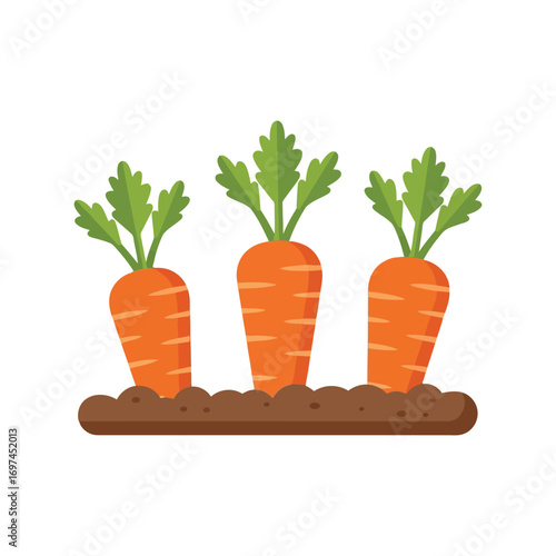 Fresh carrots growing in soil healthy organic vegetables farming food illustration vector