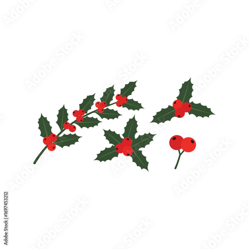 Festive holly sprigs and berries for christmas decorations and winter holiday designs vector