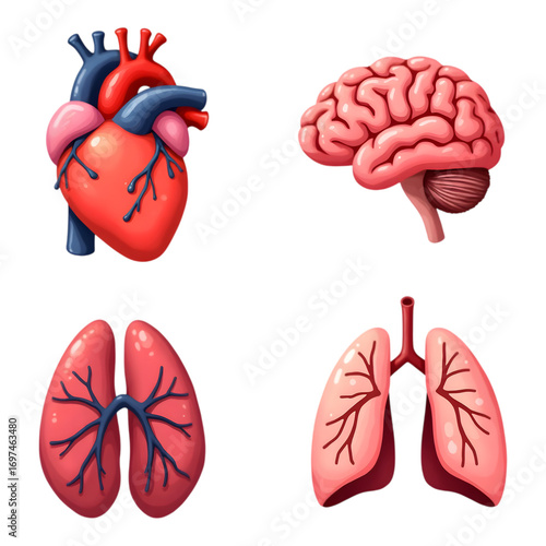 Colorful Illustrations of Human Organs Including Heart, Lungs, and Brain