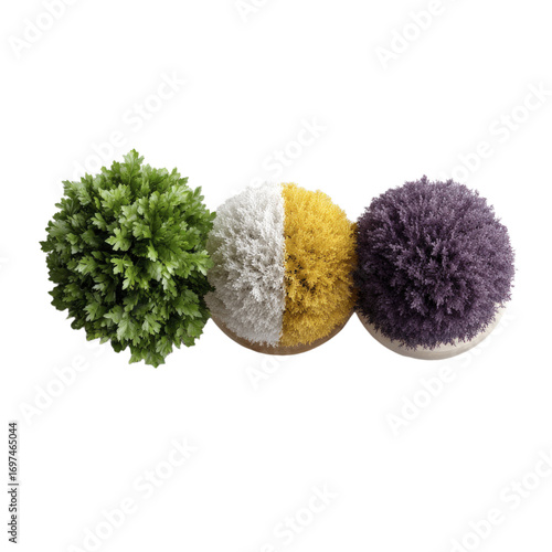 Three spherical decorative plants with distinct colors green white and yellow split and purple