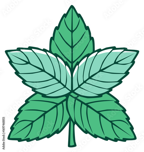 Fresh green mint leaves illustration aromatic cooking herb graphic design element