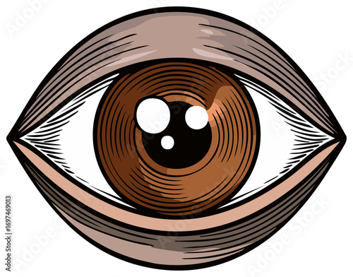 Detailed brown eye with a graphic vector illustration of the eye and its lines