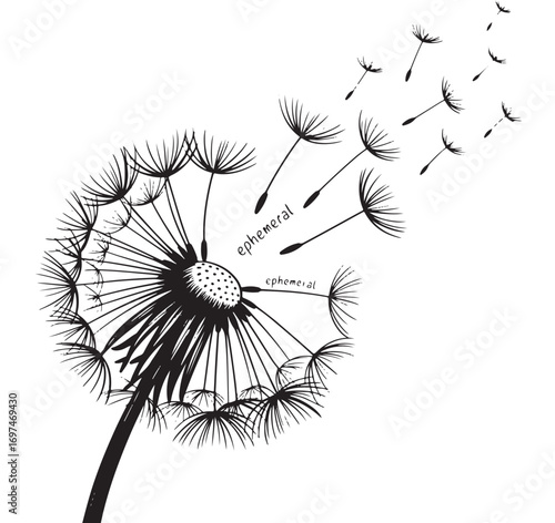 Black and White Dandelion with Seeds, Ephemeral Nature Illustration