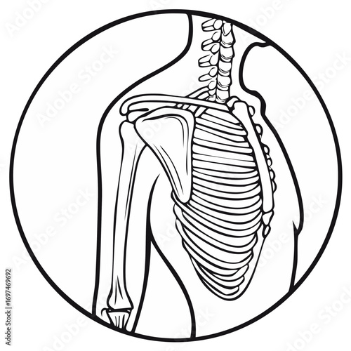 Human torso skeletal structure, linear anatomy illustration, ribcage outline and bones