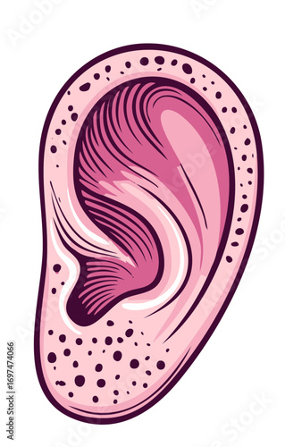 Stylized Illustration of a Human Ear - Pink and Purple, Anatomical Design