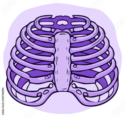 Anatomical illustration of a human rib cage skeleton in a purple cartoon style