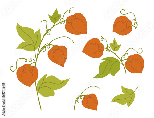 Vector illustration of bright orange physalis lanterns with lush green leaves and delicate vines. Botanical design showcasing natural elements, perfect for nature-themed projects.