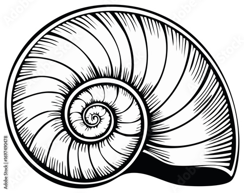 Detailed Black and White Vector Graphic of a Seashell with a Fibonacci Spiral