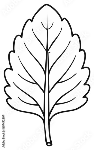 Outline of a leaf illustration, black and white, with defined veins and stem.