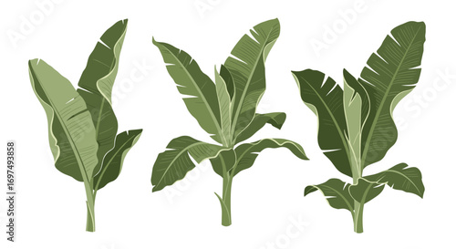 Collection of vibrant green tropical banana tree leaf illustrations in a decorative arrangement