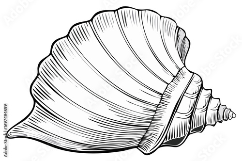 Detailed Hand-Drawn Illustration of a Seashell.  Black and White Shell Art