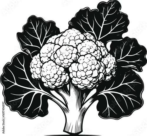 Cauliflower plant with dense curd and broad leaves, strong black line art, white base