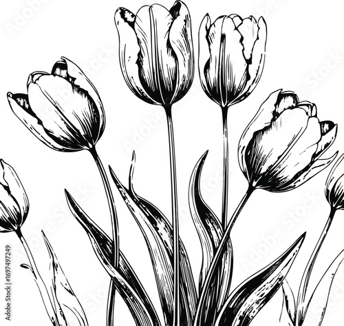 Elegant tulip flowers with long stems, bold black line art, white background 1