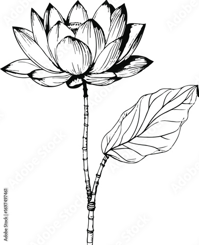 Lotus flower with stem and leaves in strong black line art, white background 