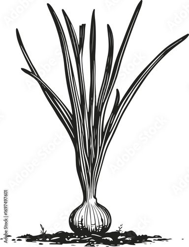 Onion plant with bulb under soil and tall hollow leaves, black line art on white 1