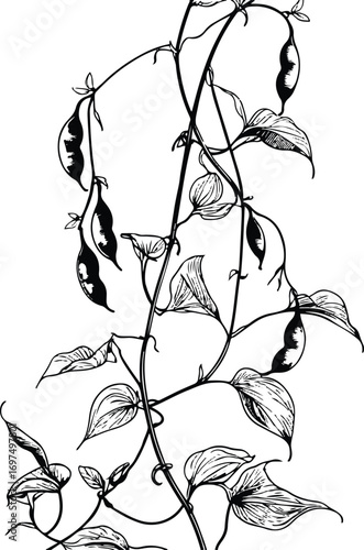Pea plant with climbing stems, pods and leaves, bold black line art, white background 2
