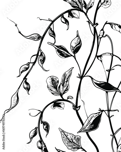 Pea plant with climbing stems, pods and leaves, bold black line art, white background