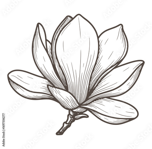 Elegant hand drawn magnolia flower illustration in detailed vintage engraved style