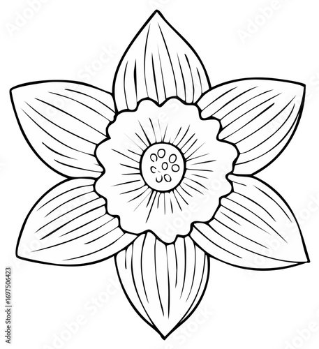 Daffodil Flower Outline Illustration Floral Design Springtime Bloom Graphics Coloring Page