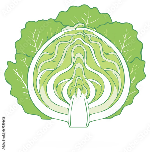 Illustrative Half Cabbage Design, Vector Vegetable Graphic for Cooking Ingredients, Salad Preparation