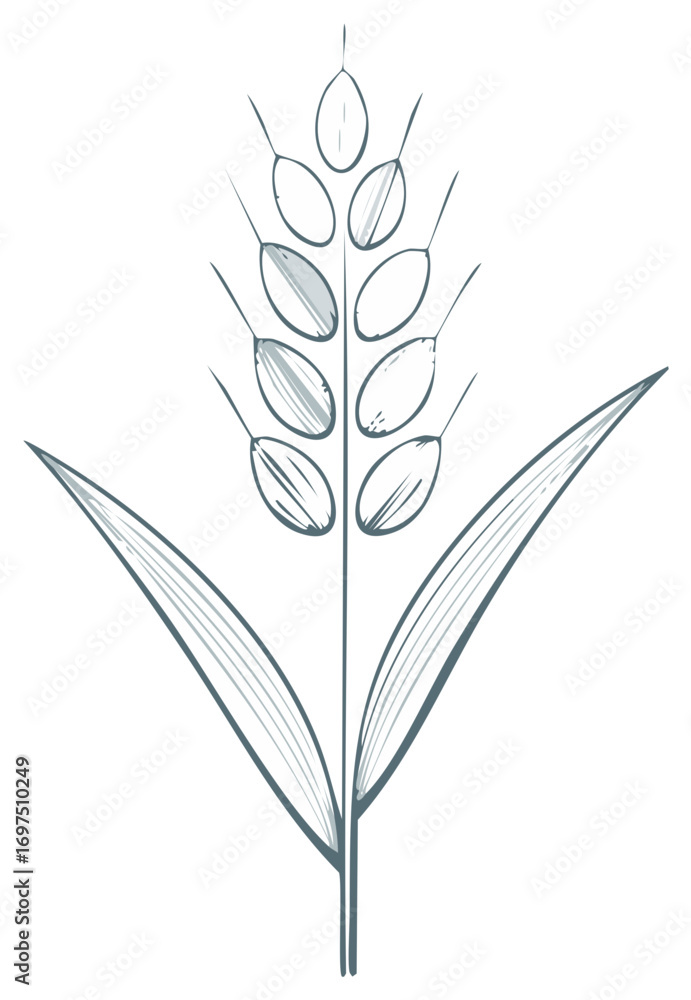 Obraz premium Hand Drawn Wheat Stalk Illustration Minimalist Sketch Style Plant Vector Drawing