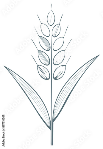 Hand Drawn Wheat Stalk Illustration Minimalist Sketch Style Plant Vector Drawing