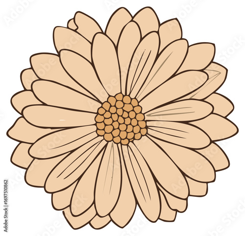 Hand drawn illustration of a blooming daisy flower with warm peach colored petals