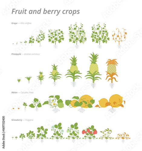 Stages of growth set for various fruit and berry crops including grape, pineapple, melon, and strawberry