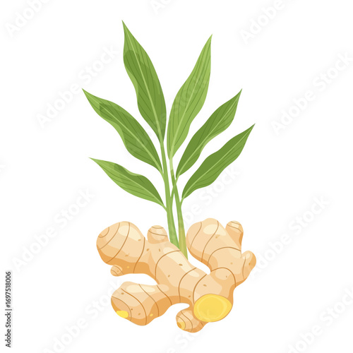Fresh Ginger Root with Vibrant Green Leaves.