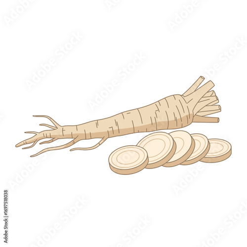 Fresh parsnip root vegetable illustration, shown whole with rootlets and cut into round slices.