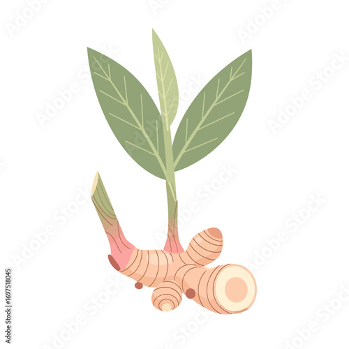 Freshly Sprouted Ginger Root with Green Leaves, Isolated Illustration.