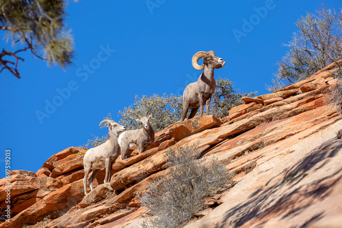 Male bighorn sheep with two females