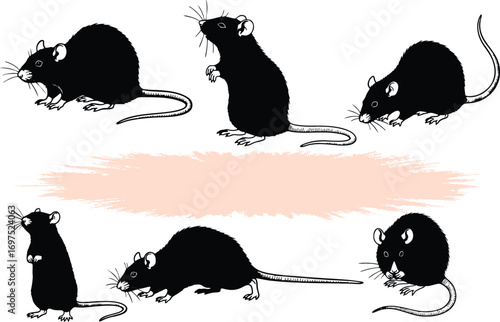  Rats in different poses and position. Minimalist Mouse and Rat Silhouettes in editable vector format. EPS 10.