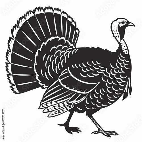 illustration of turkey