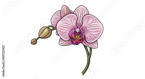Exquisite pink orchid bloom, detailed and vibrant, perfect for spring designs and elegant botanical themes