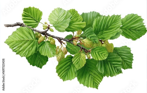A branch with green, serrated leaves and budding catkins, set against a white background. Detailed botanical illustration showing textured foliage