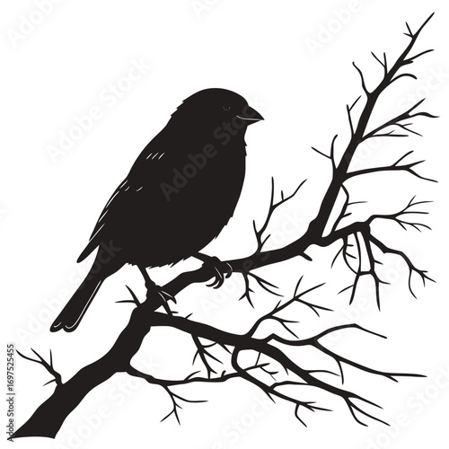 blackbird on a branch