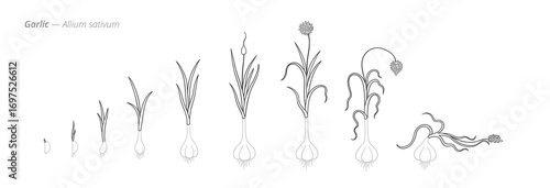 Garlic growth seed to harvest stages. Botanical monochrome black and white hand drawn vector Illustration