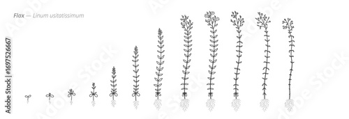 Growth stages of flax plants from seeds to blooms. Botanical monochrome black and white hand drawn vector Illustration