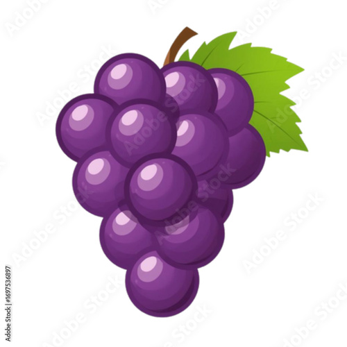 grapes vector illustration