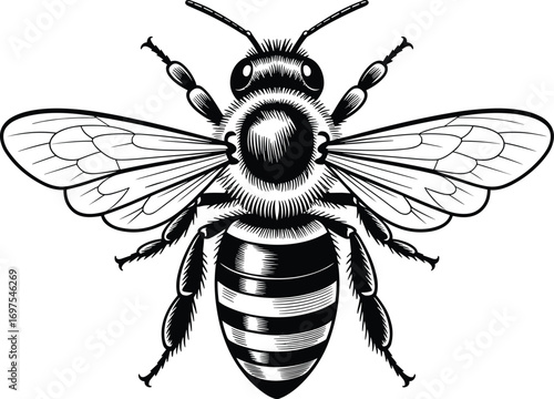 Detailed bee illustration in black and white, vector design insect drawing, honey bee wings, pollination, nature ecology, entomology sketch art