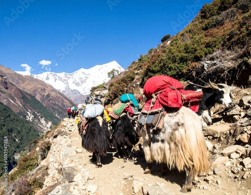 Mountain trek with yaks carrying supplies