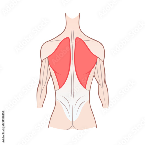 Human back anatomy with trapezius and latissimus dorsi muscles
