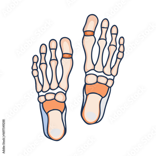 Cartoon depiction of human foot bones against black background