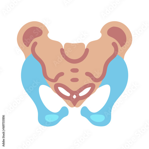Anatomical Illustration of Pelvic Bone with Light Blue Accent