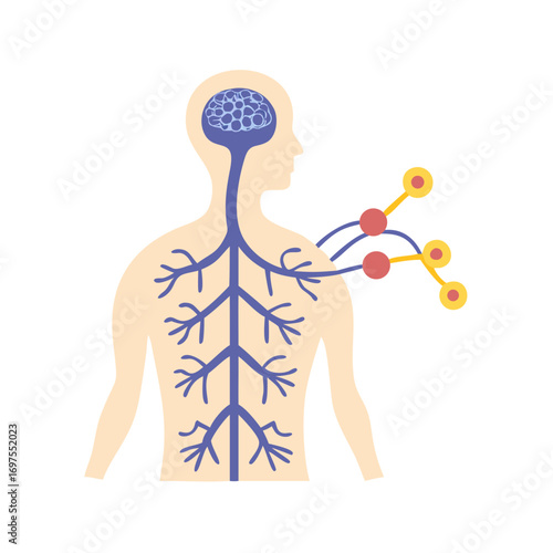 Human nervous system anatomy diagram in flat vector style