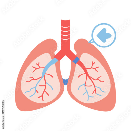 Human lungs illustration featuring respiratory system and heart icon