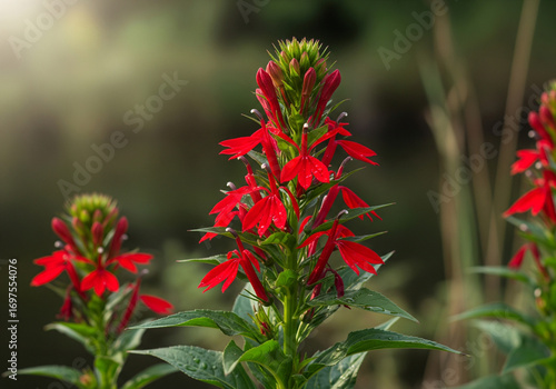 Capture the vibrant beauty of cardinal flowers blooming in a lush garden setting, perfect for adding a touch of nature's elegance and tranquility to your designs and creative projects
